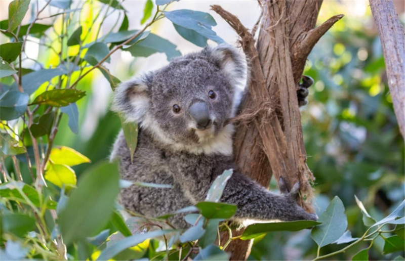 시드니 야생동물원 입장권 이미지 2