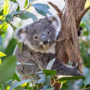 시드니 야생동물원 입장권 솔직 후기 | 실사용자 리뷰 분석 - 상품 이미지 2