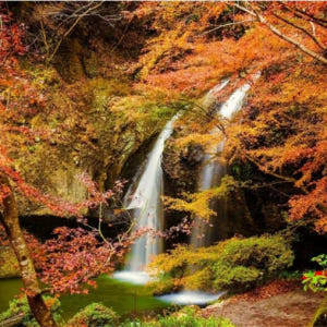 일본 이바라키 단풍놀이 | 후쿠로다 폭포 & 츠키요 폭포 & 하나누키 계... 솔직 후기 | 실사용자 리뷰 분석 - 상품 이미지 3