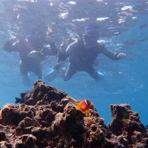일본 미야코 섬 출발 | 미야코 섬의 바다에서 바다 거북을 볼 수 있는 ... 솔직 후기 | 실사용자 리뷰 분석 - 상품 이미지 4