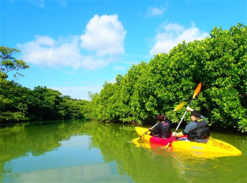 일본 오키나와 이시가키 섬 출발 | 천연 기념물 맹그로브 숲에서 카누 or SUP 체험 (오전 / 오후 발 · 남부 호텔 송영 포함 · 사진 데이터 무료) 이미지 2