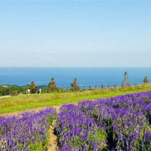 일본 오사카 아와지섬 일일 투어 (난바 출발) 솔직 후기 | 실사용자 리뷰 분석 - 상품 이미지 3