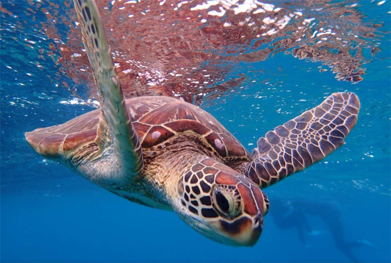 일본 미야코 섬 출발 | 미야코 섬의 바다에서 바다 거북을 볼 수 있는 스노클링 (오전 / 오후 출발 & 사진 데이터 무료) 이미지 2