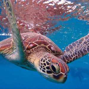 일본 미야코 섬 출발 | 미야코 섬의 바다에서 바다 거북을 볼 수 있는 ... 솔직 후기 | 실사용자 리뷰 분석 - 상품 이미지 2