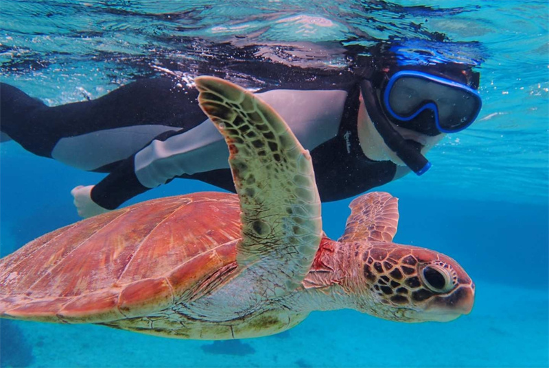 일본 미야코 섬 출발 | 미야코 섬의 바다에서 바다 거북을 볼 수 있는 ... 솔직 후기 | 실사용자 리뷰 분석 - 대표 이미지