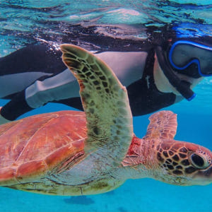 일본 미야코 섬 출발 | 미야코 섬의 바다에서 바다 거북을 볼 수 있는 ... 솔직 후기 | 실사용자 리뷰 분석 - 상품 이미지 1