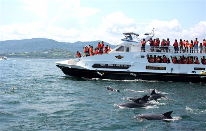 일본 구마모토 [쿠마모토 이색 체험] 아마쿠사 돌고래 와칭 투어 씨뷰 B... 솔직 후기 | 실사용자 리뷰 분석 - 대표 이미지