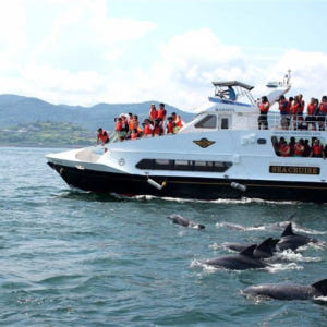 일본 구마모토 [쿠마모토 이색 체험] 아마쿠사 돌고래 와칭 투어 씨뷰 B... 솔직 후기 | 실사용자 리뷰 분석 - 상품 이미지 1