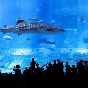 일본 오키나와 1일 셔틀｜북부/중부/남부 3개 노선 선택 가능｜중국어 운... 솔직 후기 | 실사용자 리뷰 분석 - 상품 이미지 1