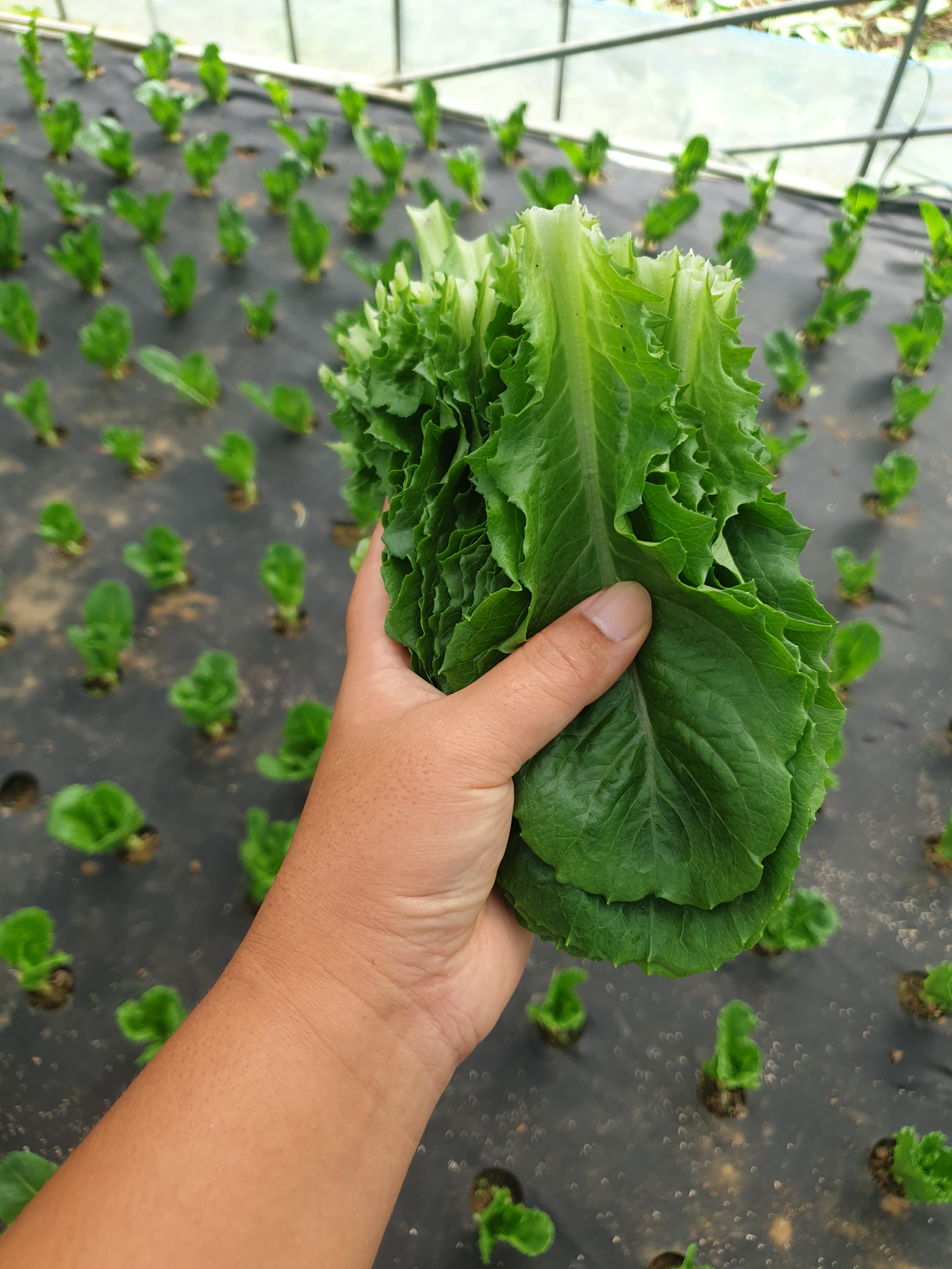 로메인, 청로메인 500g 1kg 농장직송 당일수확 - 상세 이미지 5