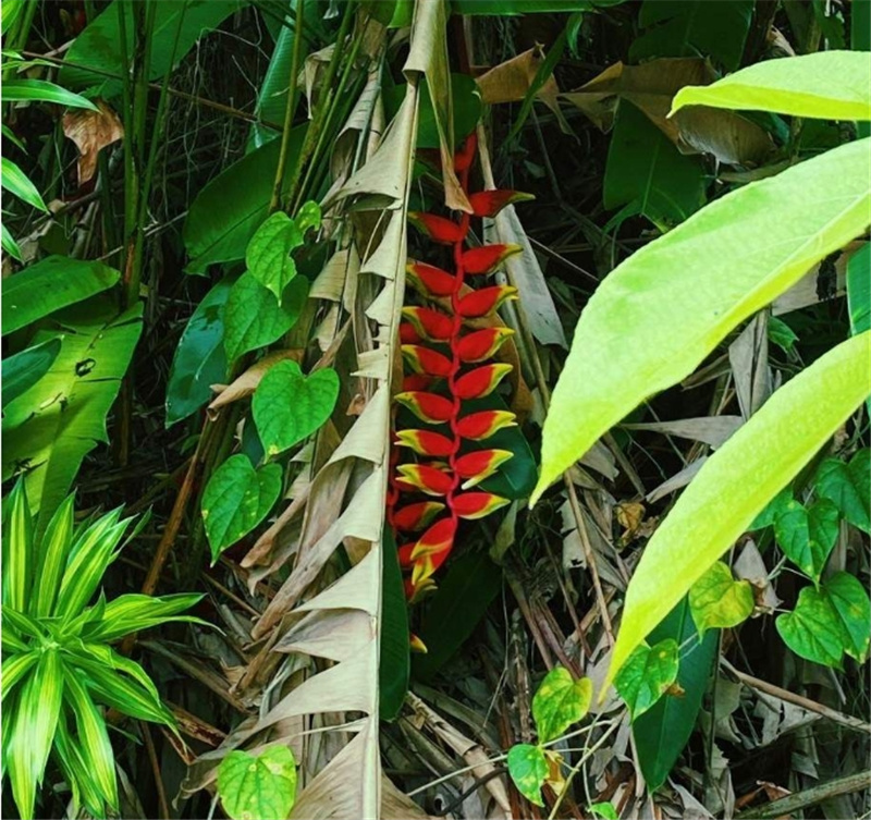 싱가포르  더 래스트 캄퐁 오브 싱가포르 프라이빗 투어 이미지 4