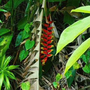 싱가포르  더 래스트 캄퐁 오브 싱가포르 프라이빗 투어 솔직 후기 | 실사용자 리뷰 분석 - 상품 이미지 4