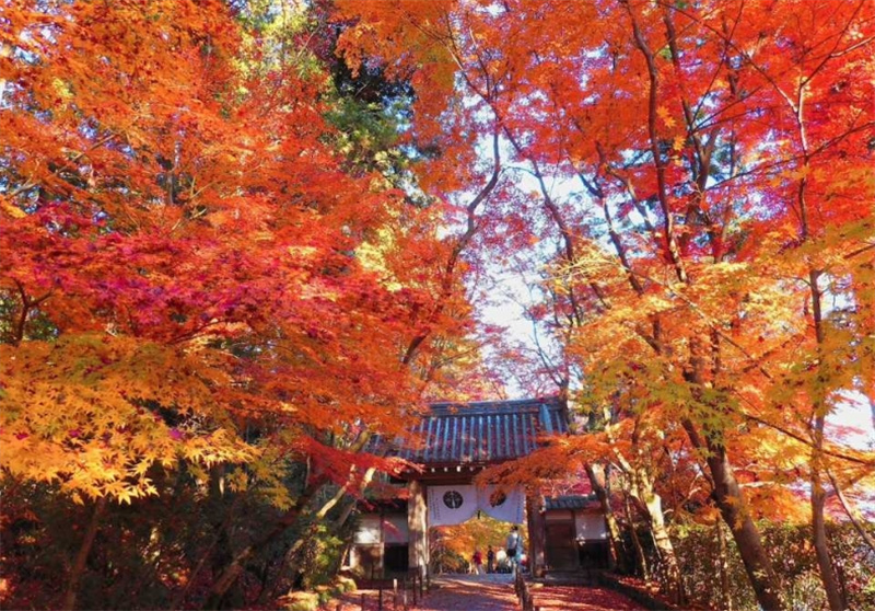 일본 단풍 당일 투어 | 고묘지 절, 잇큐지 절, 고쇼지 절 | 교토역 출발 및 도착 이미지 2