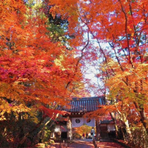 일본 단풍 당일 투어 | 고묘지 절, 잇큐지 절, 고쇼지 절 | 교토역 ... 솔직 후기 | 실사용자 리뷰 분석 - 상품 이미지 2