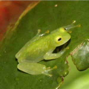 일본  시즈오카 KawaZoo 개구리 하우스 입장권 / 상호 입장권 | ... 솔직 후기 | 실사용자 리뷰 분석 - 상품 이미지 3
