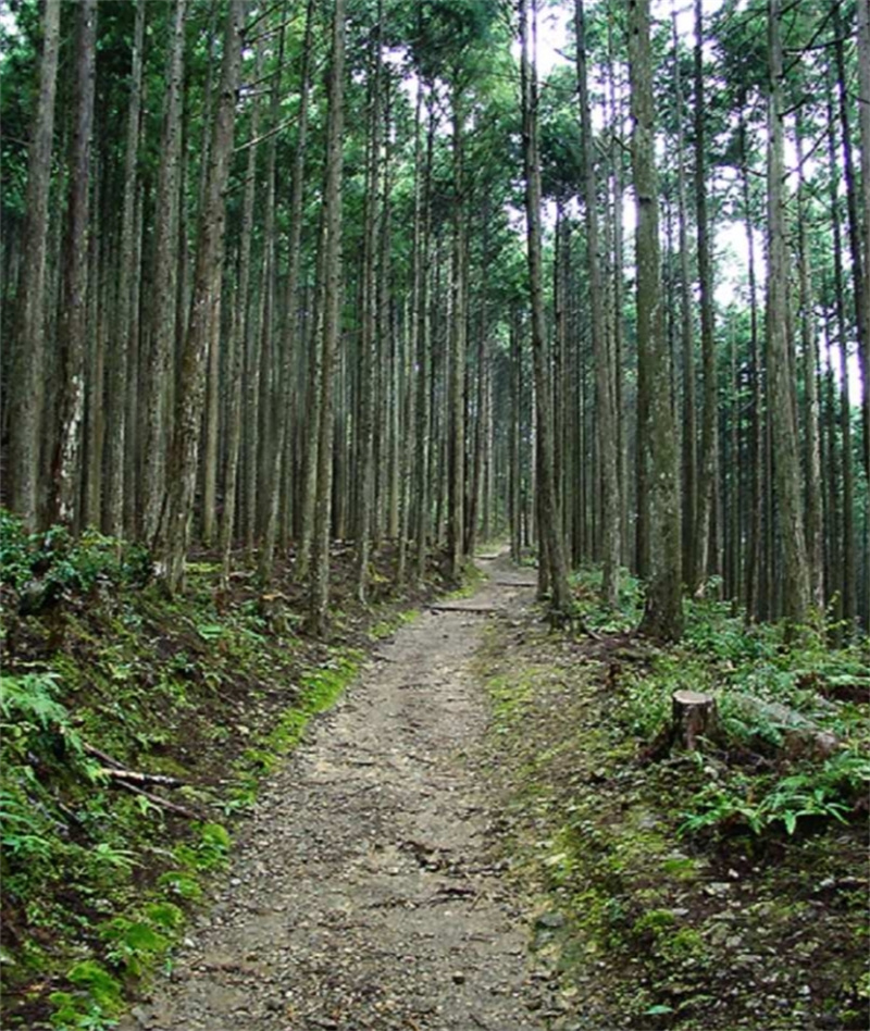 일본 와카야마 【프라이빗 투어】구마노코도 2일 워킹투어 (오사카발 왕복) 이미지 3