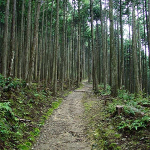 일본 와카야마 【프라이빗 투어】구마노코도 2일 워킹투어 (오사카발 왕복) 솔직 후기 | 실사용자 리뷰 분석 - 상품 이미지 3