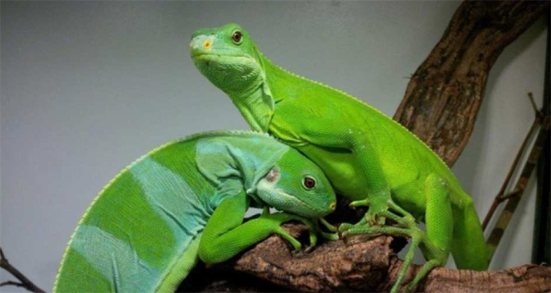 일본 시즈오카 iZoo & KawaZoo 상호 입장권 | 당일 이용 가능 이미지 3