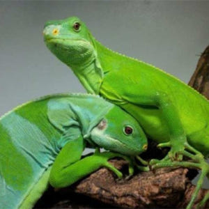 일본 시즈오카 iZoo & KawaZoo 상호 입장권 | 당일 이용 가능 솔직 후기 | 실사용자 리뷰 분석 - 상품 이미지 3