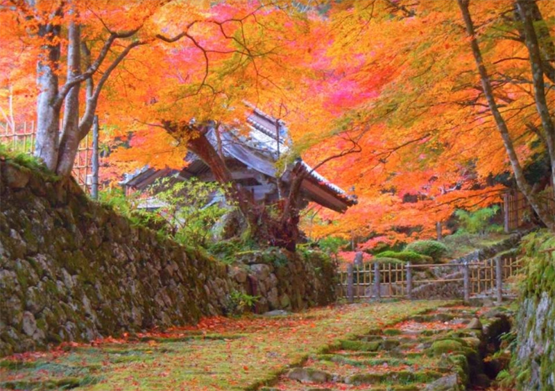 일본 단풍 당일 투어 | 곤고린지 사이묘지 햐쿠죠지 에이겐지 | 점심 오미 쇠고기 스키야키 냄비 요리 교토역 하치조 출구 출발 이미지 3