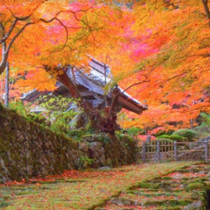 일본 단풍 당일 투어 | 곤고린지 사이묘지  햐쿠죠지  에이겐지 | 점심... 솔직 후기 | 실사용자 리뷰 분석 - 상품 이미지 3