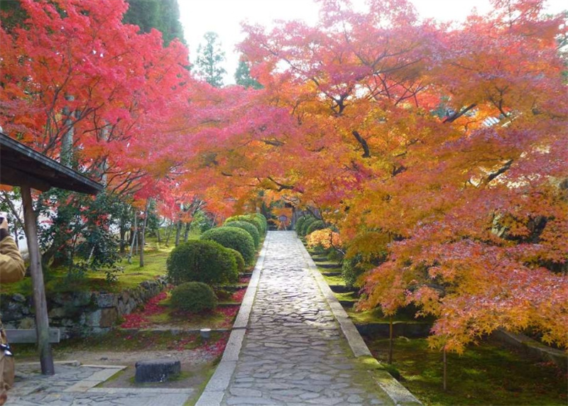 일본 단풍 당일 투어 | 고묘지 절, 잇큐지 절, 고쇼지 절 | 교토역 출발 및 도착 이미지 4