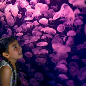 싱가포르 S.E.A. 아쿠아리움 VIP 티켓 솔직 후기 | 실사용자 리뷰 분석 - 상품 이미지 2