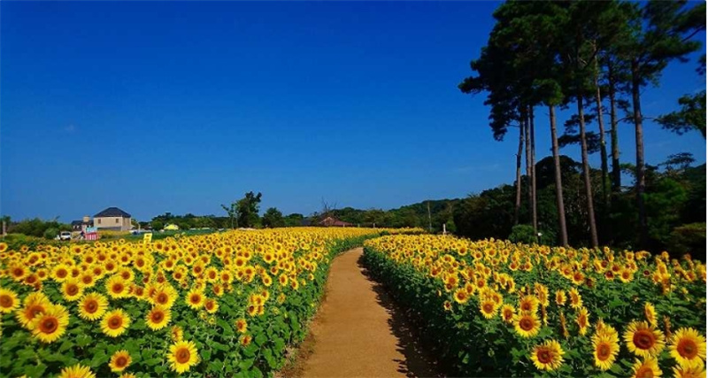 일본 효고현 아와지 팜 파크 잉글랜드 힐 할인 티켓 (즉시확정) 이미지 2