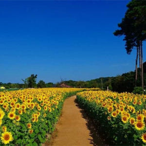 일본 효고현 아와지 팜 파크 잉글랜드 힐 할인 티켓 (즉시확정) 솔직 후기 | 실사용자 리뷰 분석 - 상품 이미지 2