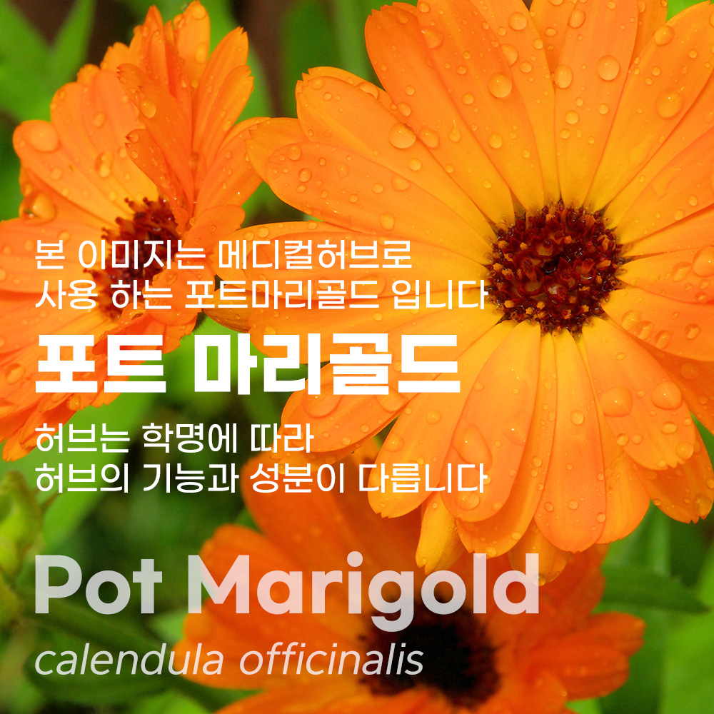 카렌듈라 영국 메디컬허브 포트 마리골드 메리골드 금잔화 혈관 건강차 순환에 좋은 차 - 상세 이미지 2