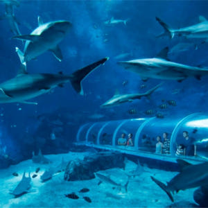 싱가포르 S.E.A. 아쿠아리움 VIP 티켓 솔직 후기 | 실사용자 리뷰 분석 - 상품 이미지 1