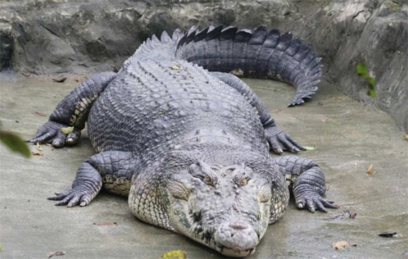 일본 시즈오카 iZoo & KawaZoo 상호 입장권 | 당일 이용 가능 이미지 2