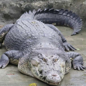 일본 시즈오카 iZoo & KawaZoo 상호 입장권 | 당일 이용 가능 솔직 후기 | 실사용자 리뷰 분석 - 상품 이미지 2