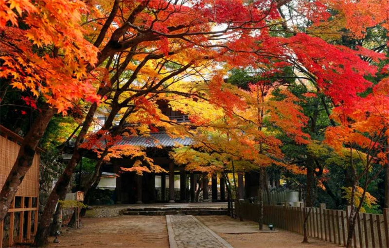 일본 단풍 당일 투어 | 곤고린지 사이묘지 햐쿠죠지 에이겐지 | 점심 오미 쇠고기 스키야키 냄비 요리 교토역 하치조 출구 출발 이미지 2