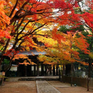 일본 단풍 당일 투어 | 곤고린지 사이묘지  햐쿠죠지  에이겐지 | 점심... 솔직 후기 | 실사용자 리뷰 분석 - 상품 이미지 2