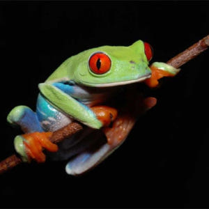 일본  시즈오카 KawaZoo 개구리 하우스 입장권 / 상호 입장권 | ... 솔직 후기 | 실사용자 리뷰 분석 - 상품 이미지 2