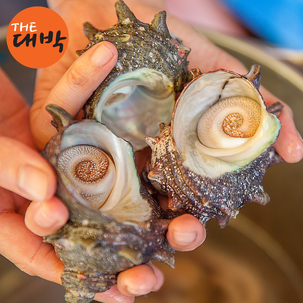 자연산 뿔소라 1kg 제주 통영 소라 숙회