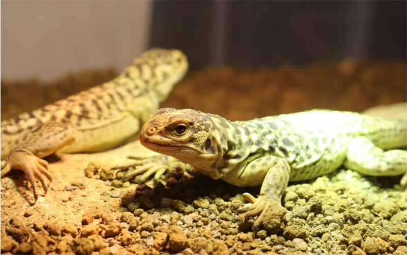 일본 시즈오카 iZoo & KawaZoo 상호 입장권 | 당일 이용 가능 솔직 후기 | 실사용자 리뷰 분석 - 대표 이미지