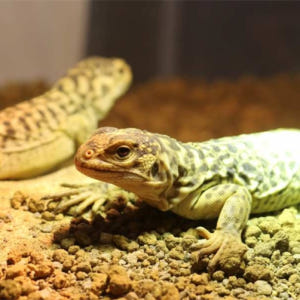 일본 시즈오카 iZoo & KawaZoo 상호 입장권 | 당일 이용 가능 솔직 후기 | 실사용자 리뷰 분석 - 상품 이미지 1