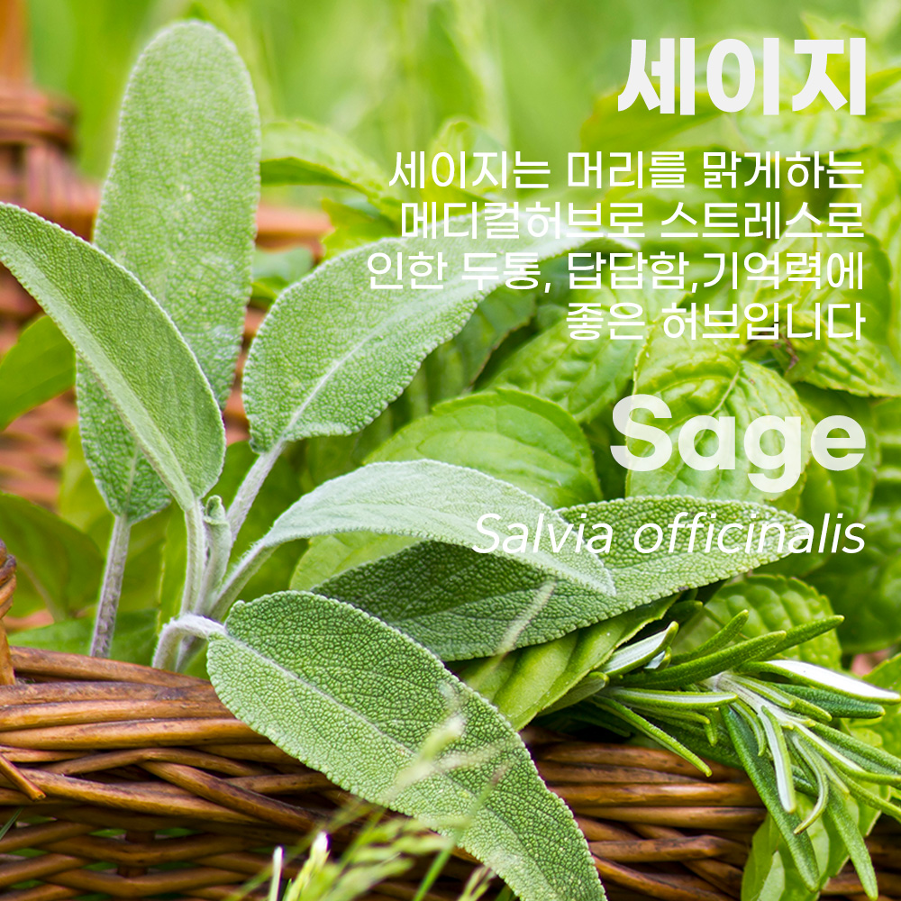 머리를 맑게 하는 세이지 Sage 영국 메디컬허브 스트레스 화병 기억 뇌건강 좋은 차 - 상세 이미지 2