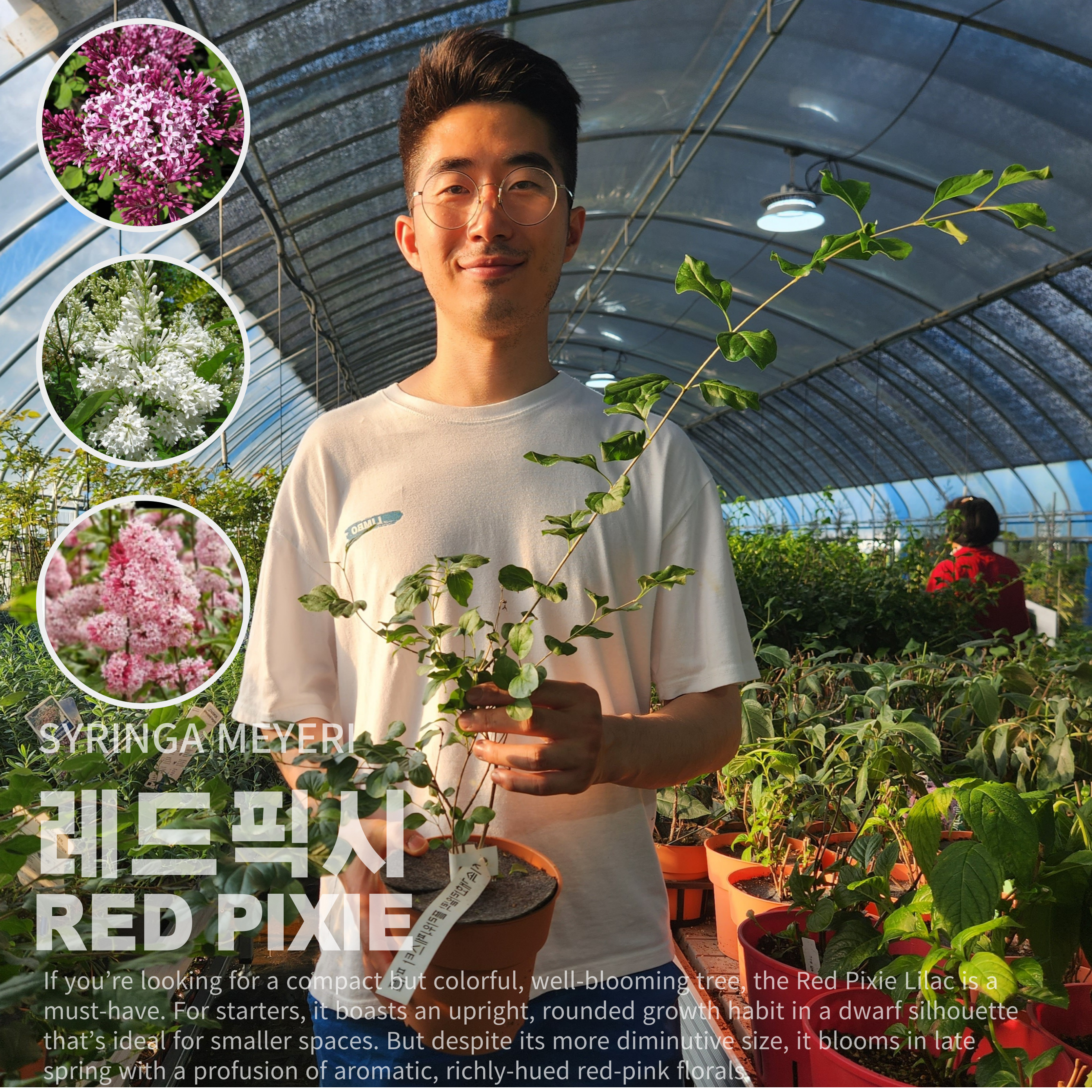 라일락 미뉴엣 프레스토니아 미뉴에트 5치화분묘 대품 - 상세 이미지 2