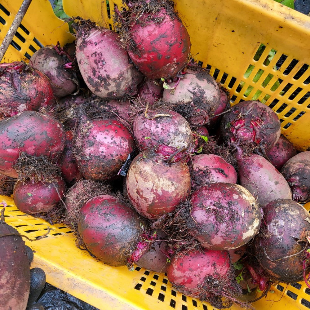 제주도 말린 건조 비트 건비트 차 1kg 말랭이 산지 농장 직송 - 상세 이미지 5