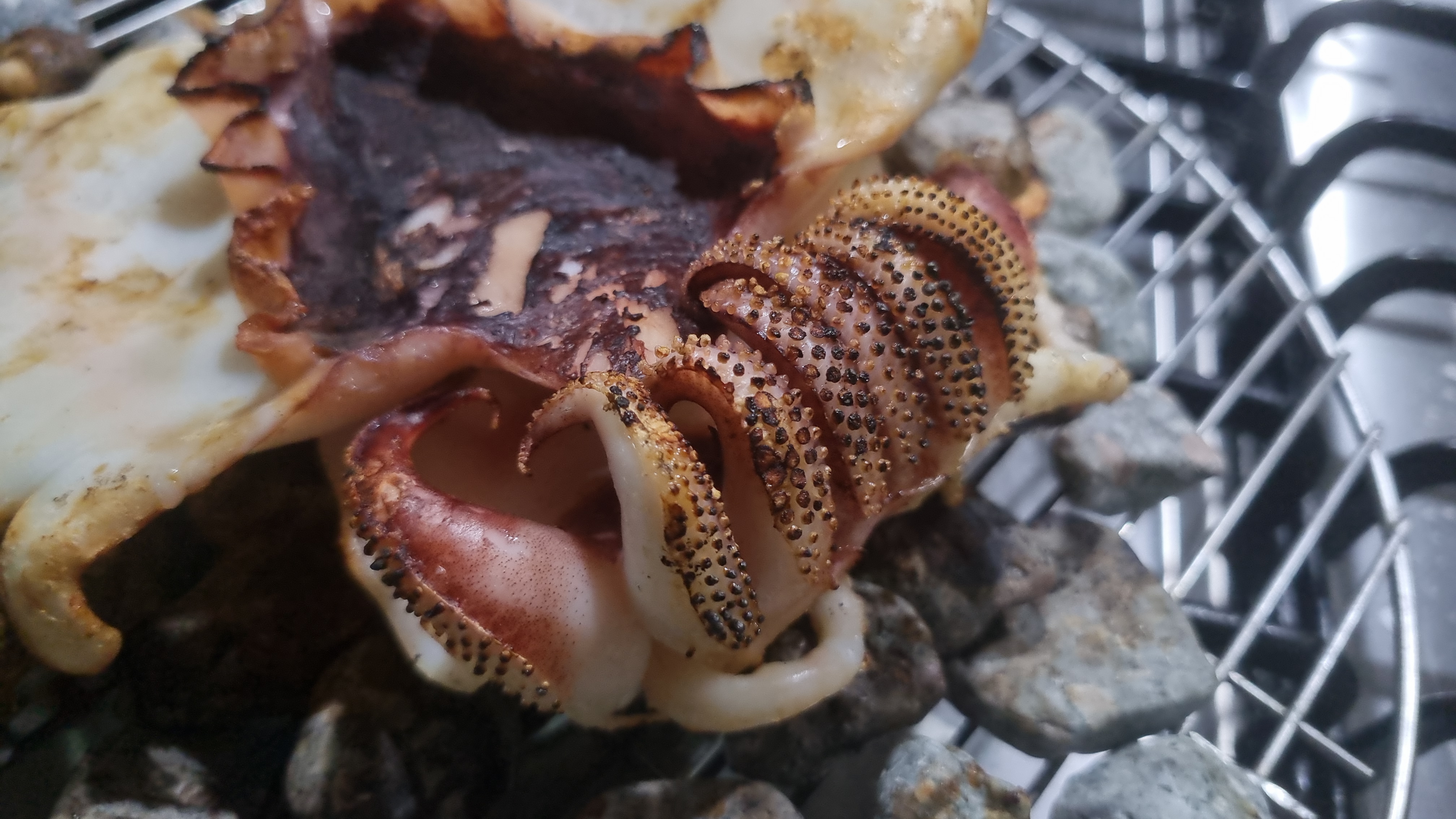 군산 반건조 갑오징어 1미 갑오징어구이 캠핑용 술안주 - 상세 이미지 2