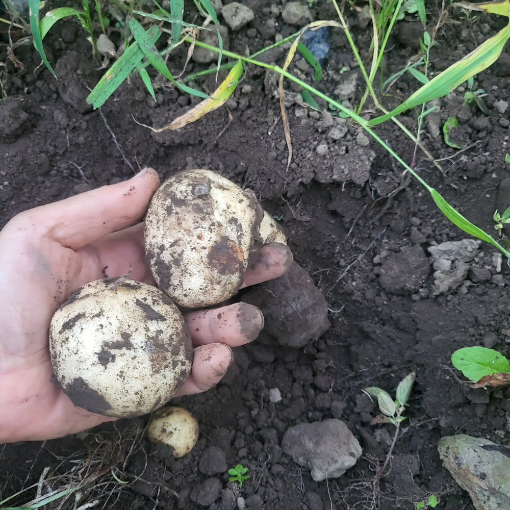 제주도 햇 흙 감자 10kg 산지 농장 직송 이미지 6