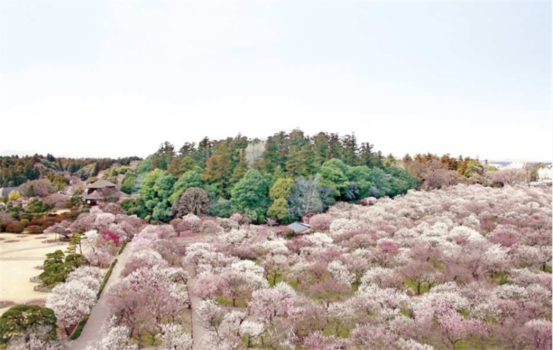 일본 이바라키 1박 2일 버스투어  가사마 이나리 신사 가이라쿠엔 후쿠로다 폭포 류진 현수교 히타치역  히타치 해변 공원 오아라이 이소사키 신사(다이고 온천 숙박) 이미지 2