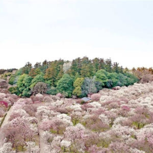 일본 이바라키 1박 2일 버스투어  가사마 이나리 신사 가이라쿠엔 후쿠로... 솔직 후기 | 실사용자 리뷰 분석 - 상품 이미지 2