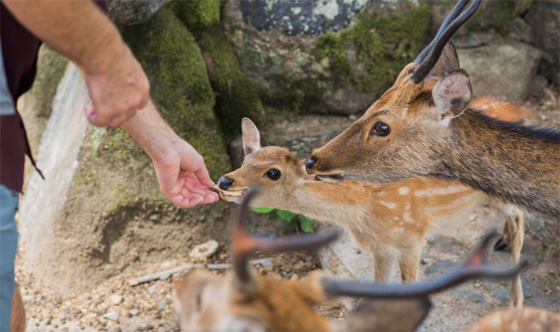 일본 교토에서 나라까지 10시간 전세 차량 1일 투어 | 고급 전용 차량 이동 이미지 4