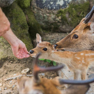 일본 교토에서 나라까지 10시간 전세 차량 1일 투어 | 고급 전용 차량... 솔직 후기 | 실사용자 리뷰 분석 - 상품 이미지 4