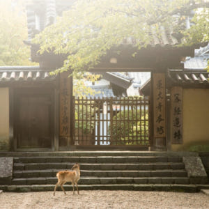 일본 나라 오사카 【2인 출발 보장】신사이바시 출발 나라 우지 온천 일일... 솔직 후기 | 실사용자 리뷰 분석 - 상품 이미지 3