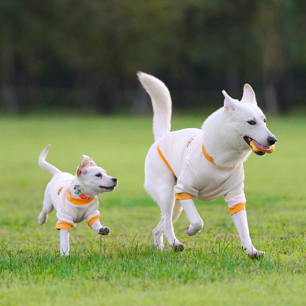 대형견옷 강아지 맨투맨 기모 티셔츠 실내복 중형견옷 리트리버 이미지 4